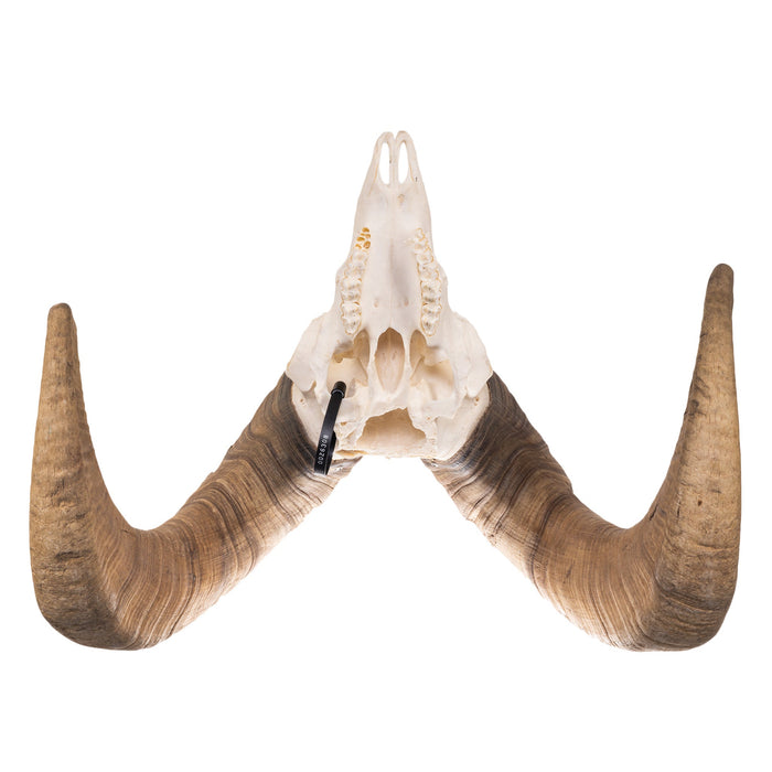 Real Desert Bighorn Sheep Skull — Skulls Unlimited International