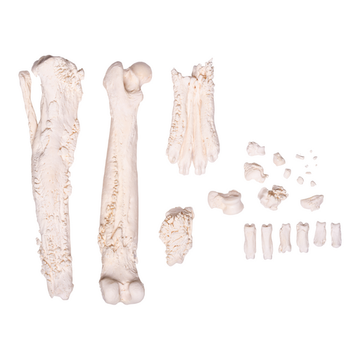 Real Domestic Dog Skeleton by Skulls Unlimited