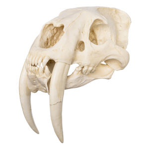 Replica Sabertooth Cat Deluxe Smilodon Skull — Skulls Unlimited ...