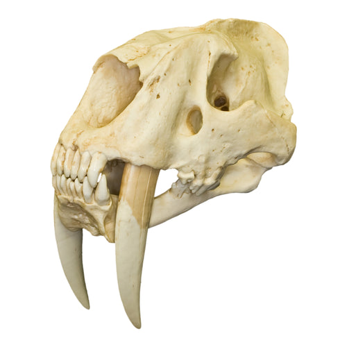 Replica Sabertooth Cat South American (Smilodon populator) For Sale ...