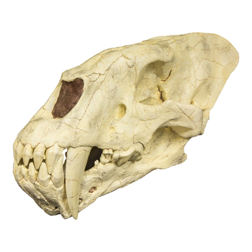 Replica Sabertooth Cat (Homotherium crenatidens) For Sale – Skulls ...