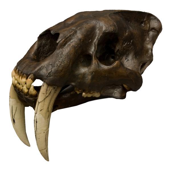 Saber Tooth Cat Skull Replica