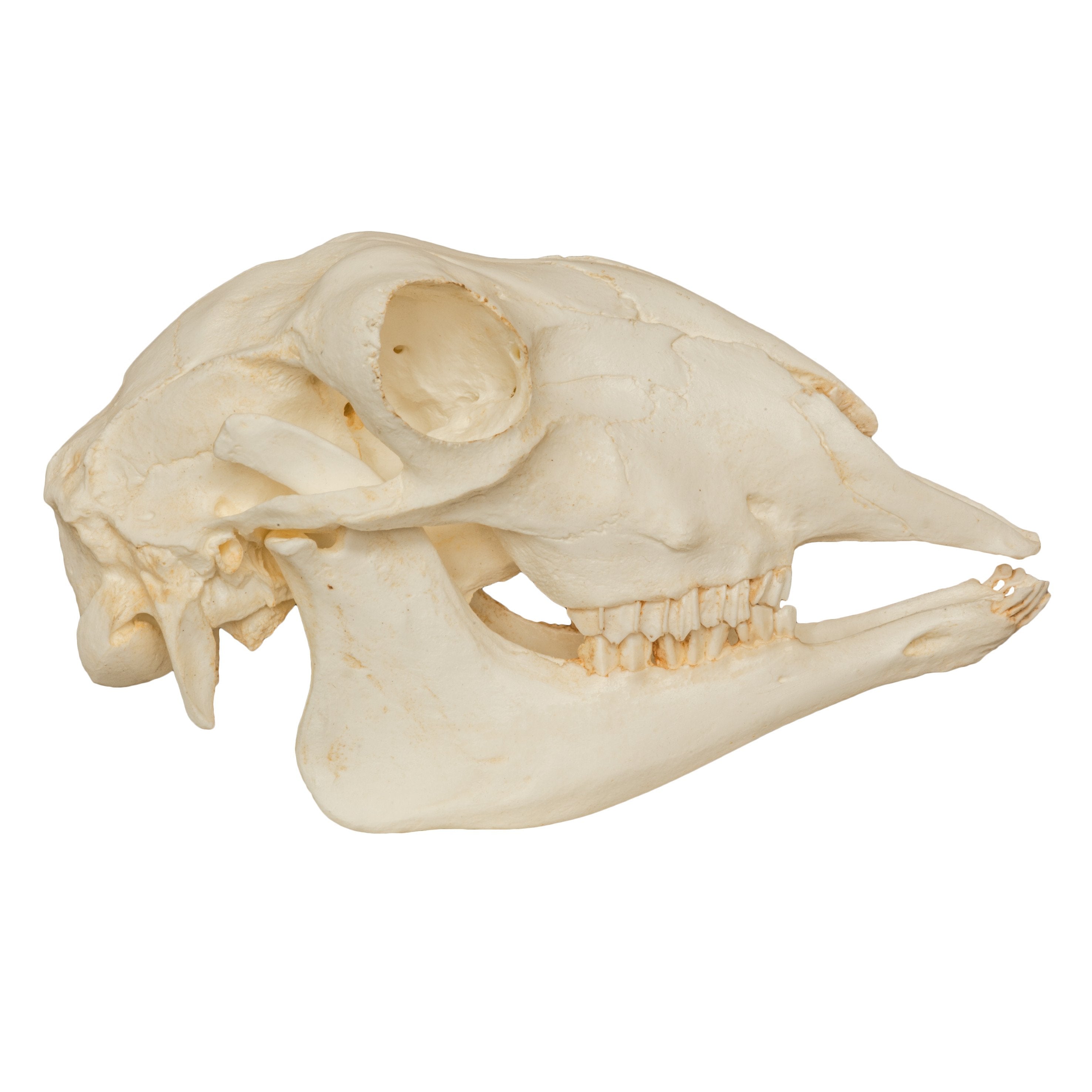 Replica Sheep Skull For Sale Skulls Unlimited International, Inc.