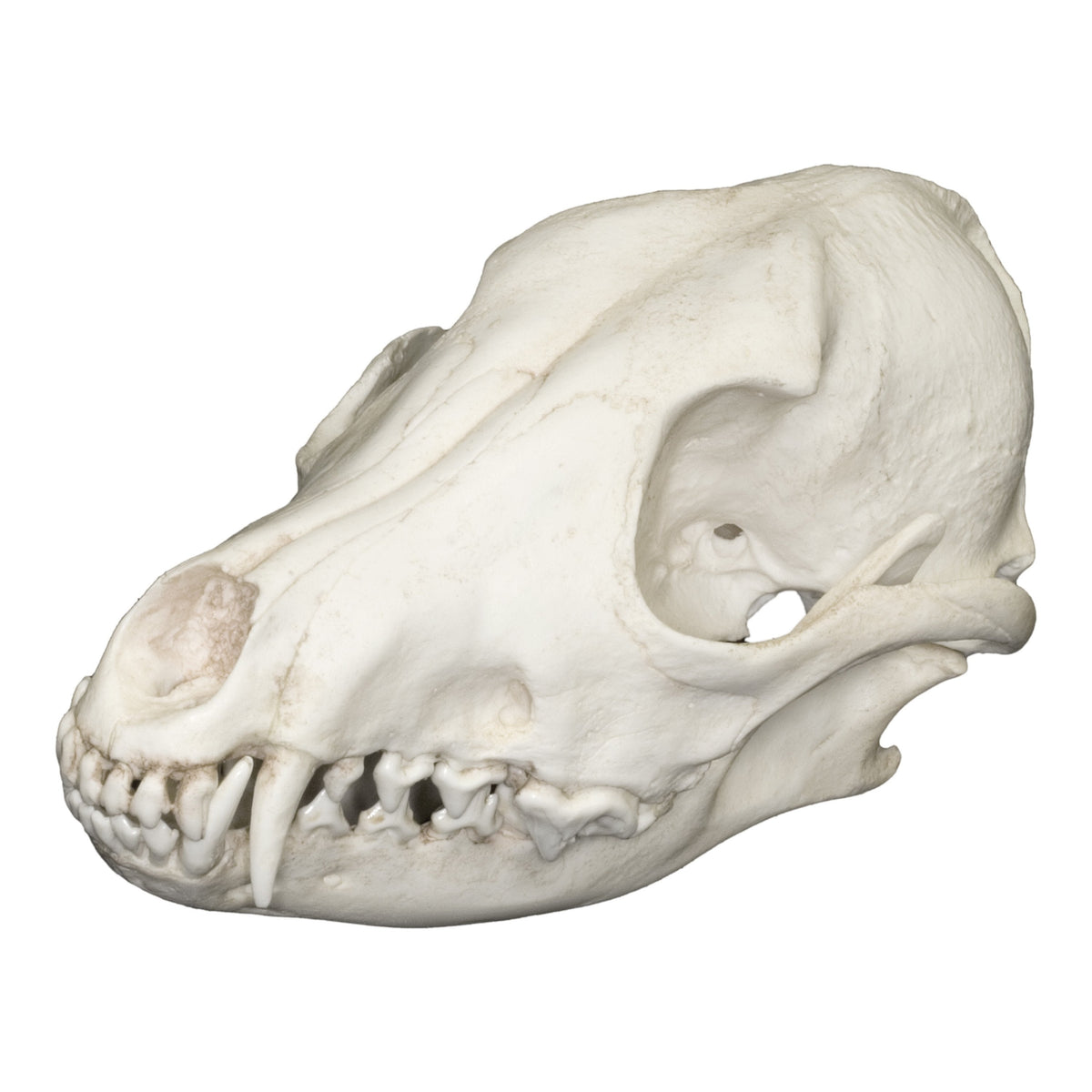 Replica Side-striped Jackal Skull For Sale – Skulls Unlimited