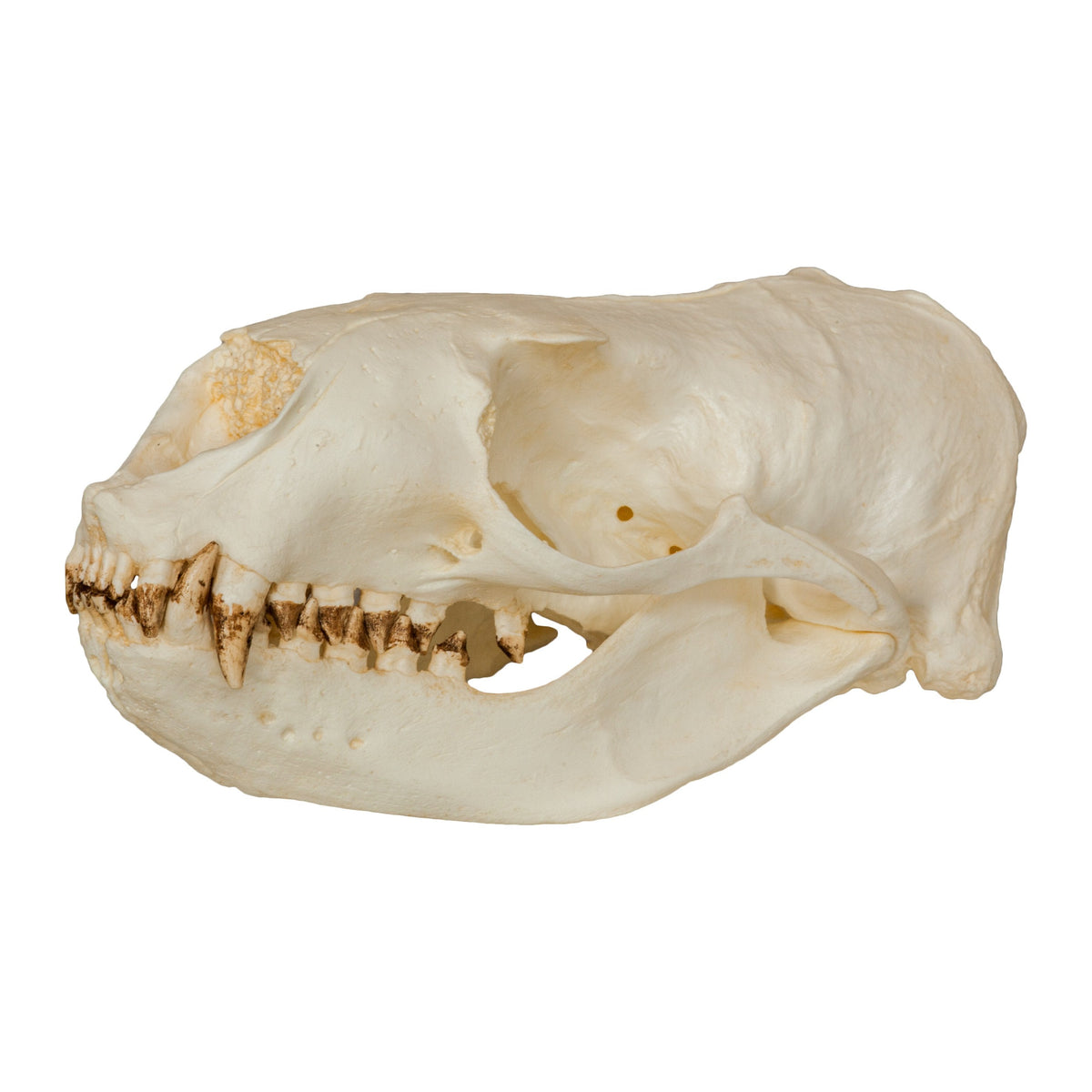 Replica Steller Sea Lion Skull (Female) For Sale – Skulls Unlimited