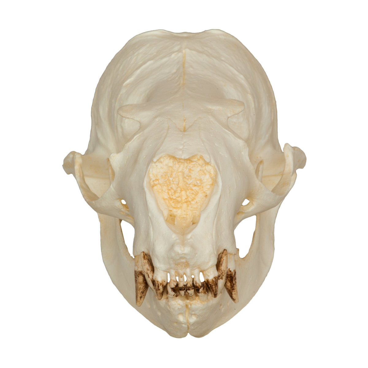 Replica Steller Sea Lion Skull (Female) For Sale – Skulls Unlimited