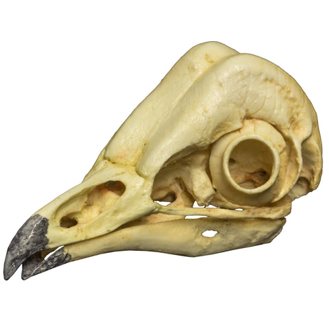 Replica Deinonychus Skull — Skulls Unlimited International, Inc.