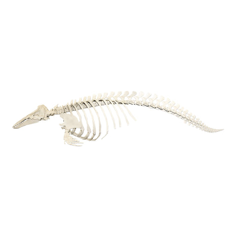 Real Domestic Dog Skeleton by Skulls Unlimited