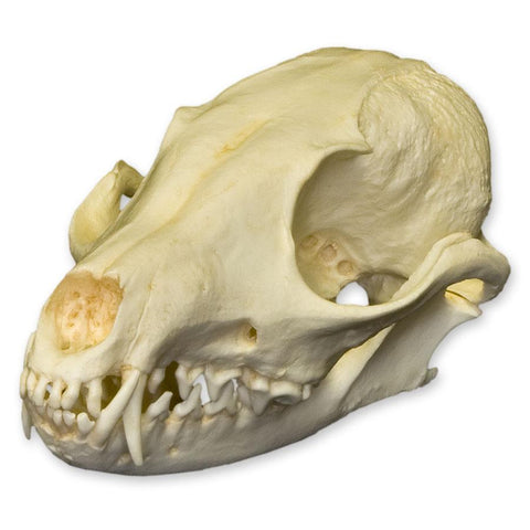 Real Yellow Mud Turtle Shell - Single — Skulls Unlimited International, Inc.