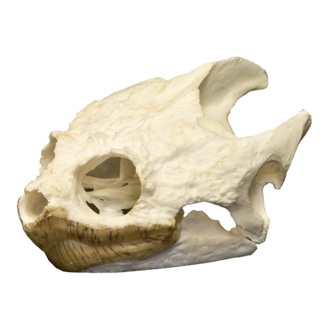 Real Yellow Mud Turtle Shell - Single — Skulls Unlimited International, Inc.