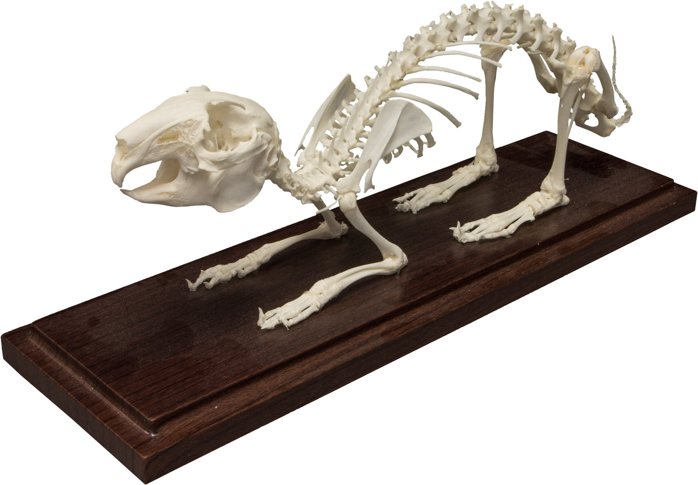 Real Domestic Rabbit Economy Skeleton For Sale Skulls Unlimited International Inc