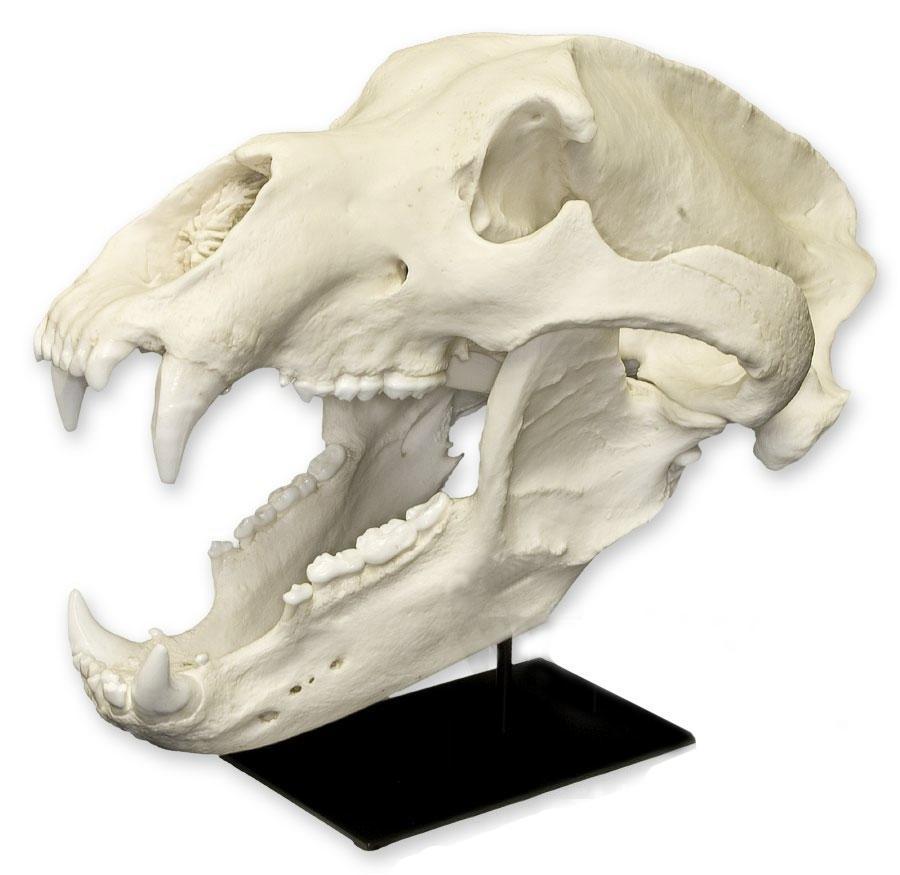 Replica Grizzly Bear Skull For Sale — Skulls Unlimited International, Inc.