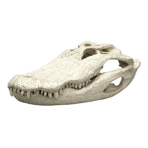 Replica Deinonychus Skull — Skulls Unlimited International, Inc.