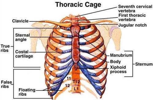 Anatomy Of The Rib Cage Area / Axial Skeleton Wikipedia : The thoracic