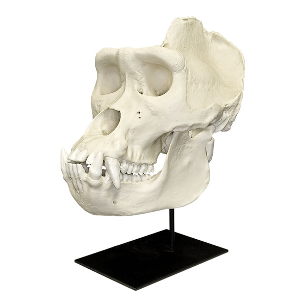 giant gorilla skull exist