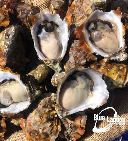 Taste Blue Lagoon Oysters on the Tasmanian Gourmet Tasting Trail