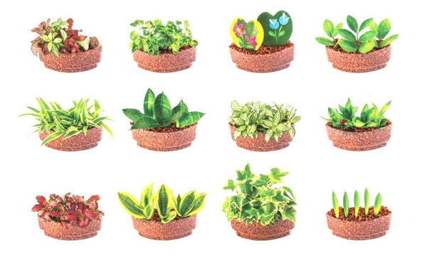 Plant Sushi Variants