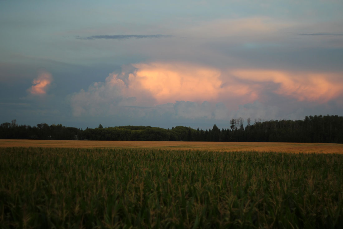 Corn Maze // Home // Sunset