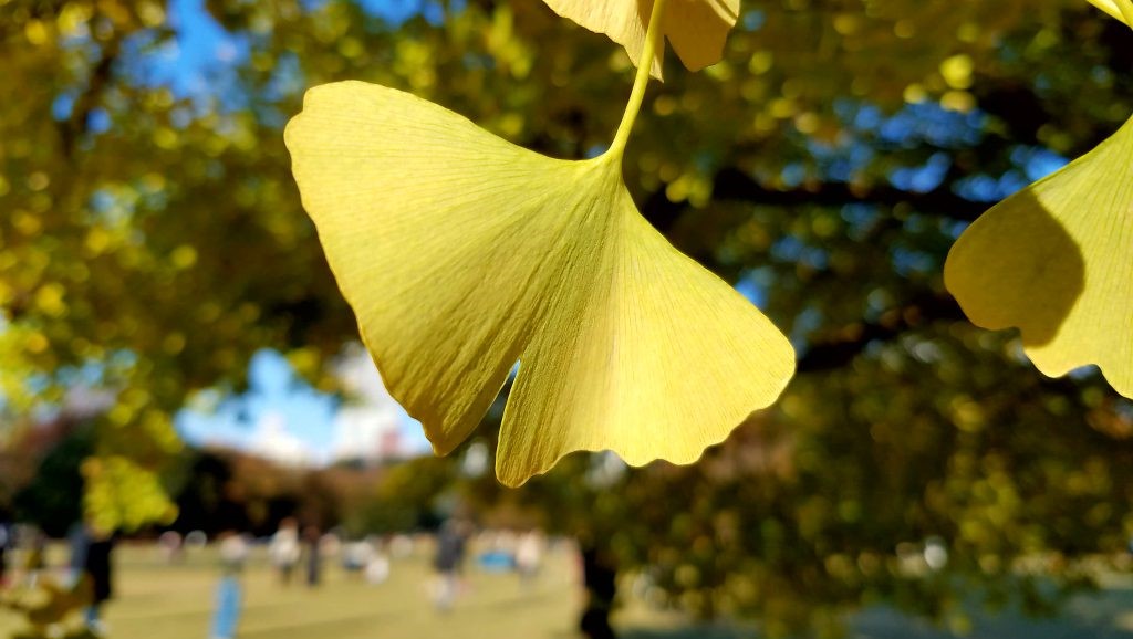 Autumn Gingko Leaf reproduced with permission from Maction Planet