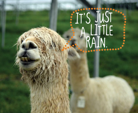 What Makes Alpaca Clothing Superior For The Cold And Wet Season? – Woop!Wear
