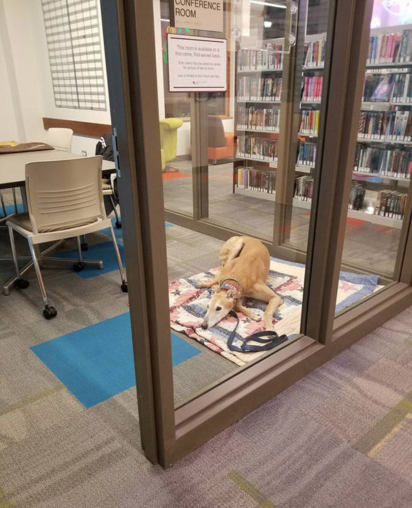 Interest in library's literacy program explodes after pics of lonely greyhound go viral