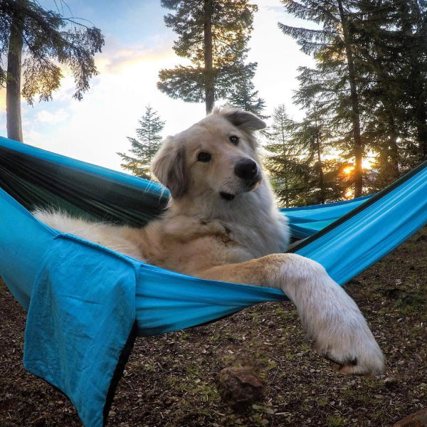 15 pictures that prove the Pacific Northwest is heaven on earth for dogs