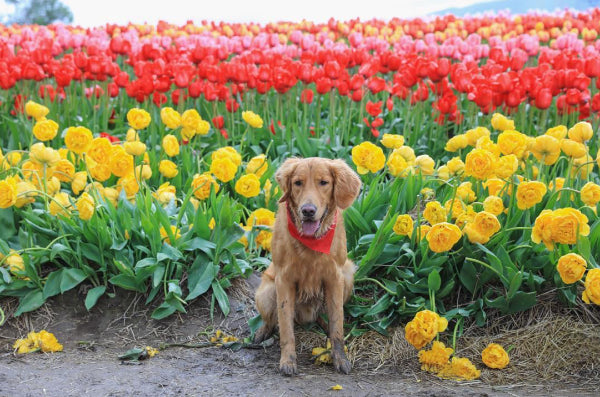 15 pictures that prove the Pacific Northwest is heaven on earth for dogs