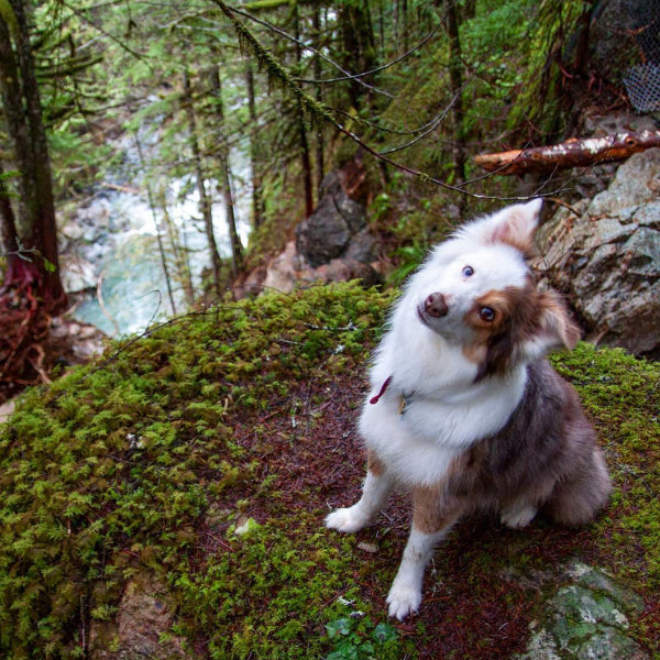 15 images that prove the Pacific Northwest is heaven on earth for dogs