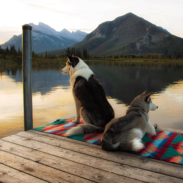 15 pictures that prove the Pacific Northwest is heaven on earth for dogs