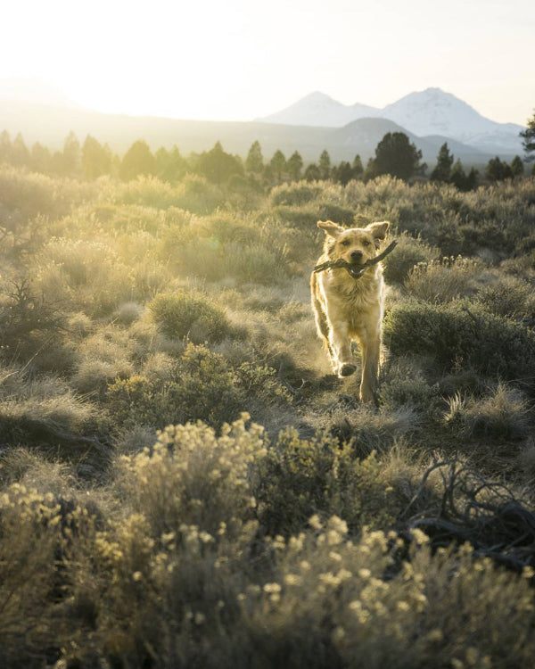 15 pictures that prove the Pacific Northwest is heaven on earth for dogs