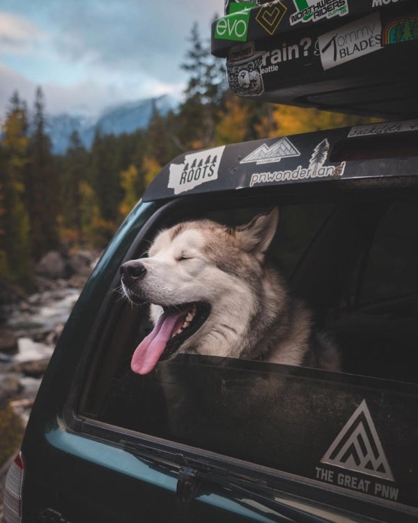 15 pictures that prove the Pacific Northwest is heaven on earth for dogs