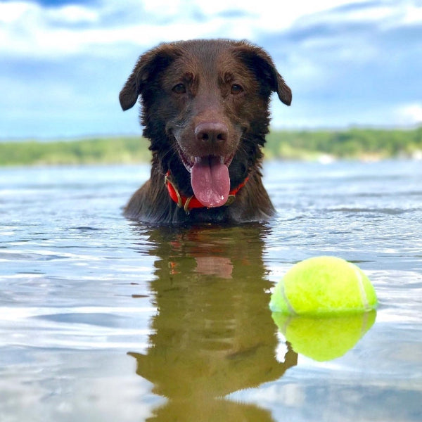 15 pictures that prove the Pacific Northwest is heaven on earth for dogs