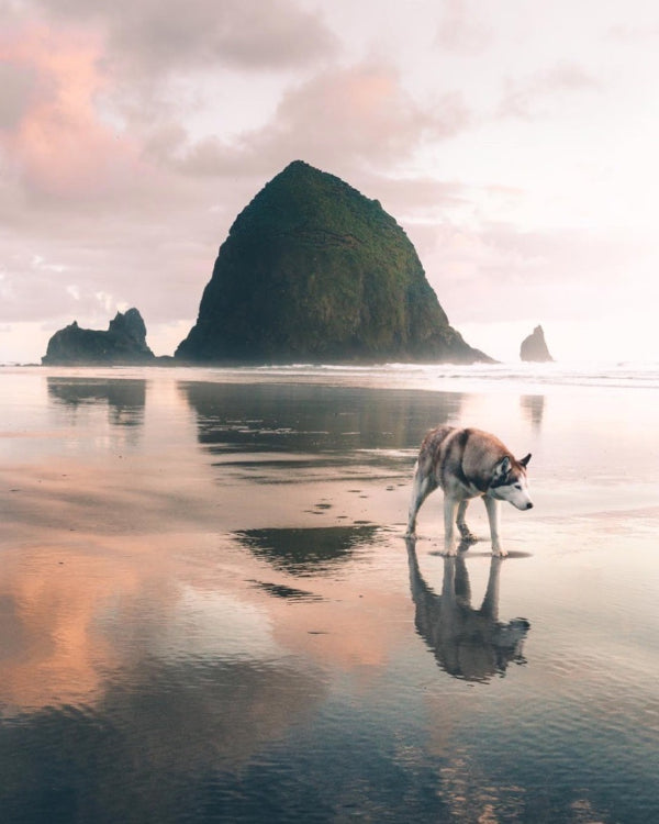 15 pictures that prove the Pacific Northwest is heaven on earth for dogs