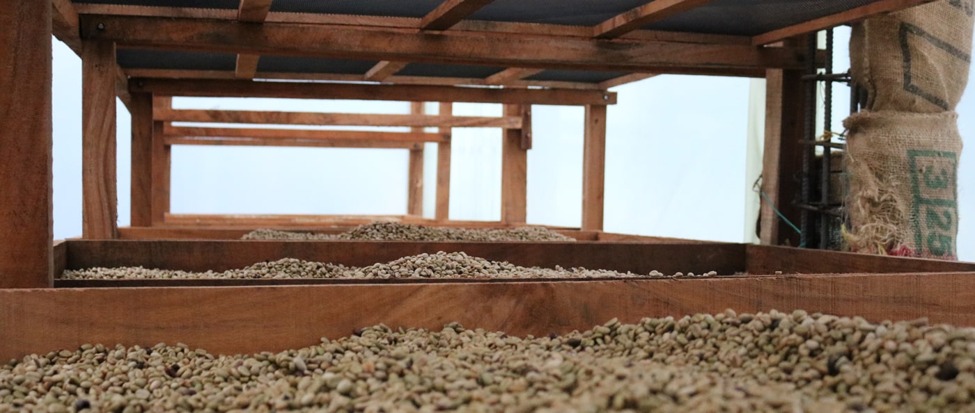 drying beans 