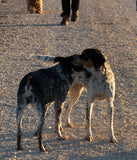 Italian truffle hunting dogs