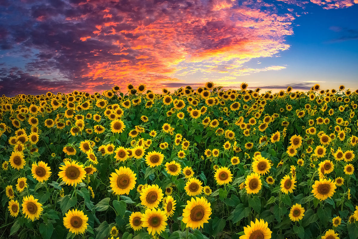 Sunflowers at Sunset | Landscape Wall Art | New England Photography ...