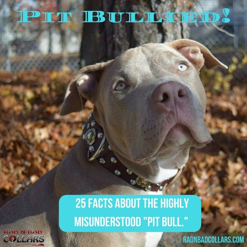 Pit Bullied! 25 Facts About the Highly Misunderstood 