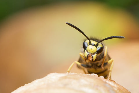 Vespula Germanica