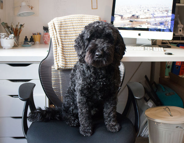 Jeffers dog sitting on a chair