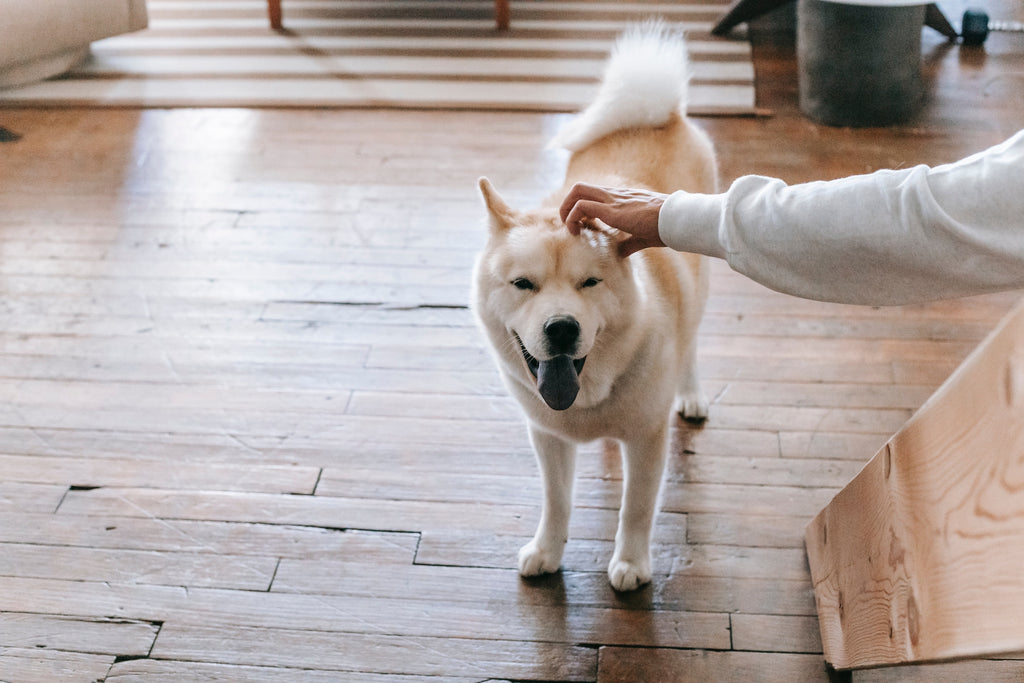 Beschäftige deinen Hund zu Hause 