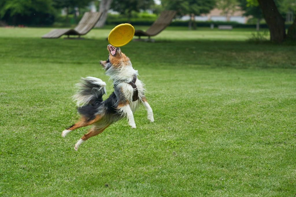 Hund spiel mit Frisbee im Park