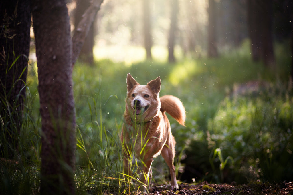 Hund rennt durch Gras auf Herrchen zu.