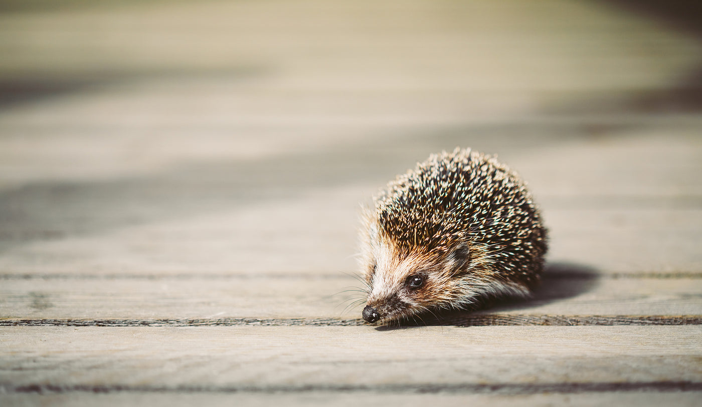 How To Tell If You Have A Hedgehog In Your Garden Boxwild