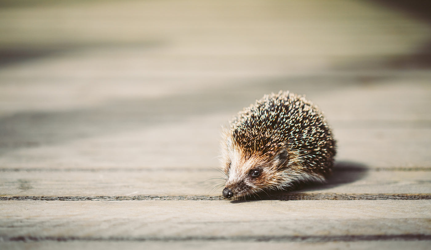 hedgehog night vision camera