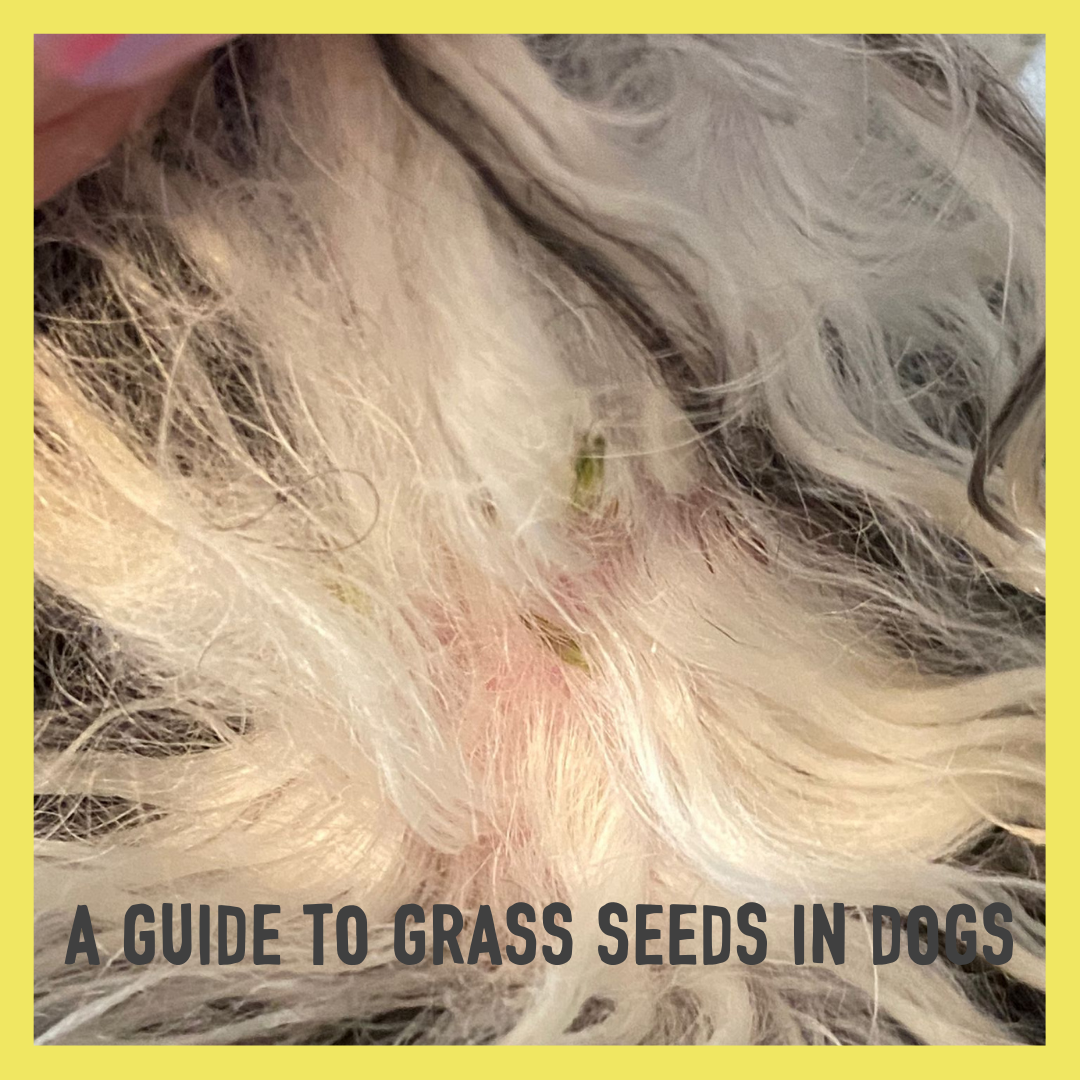 how do you know if your dog has a grass seed