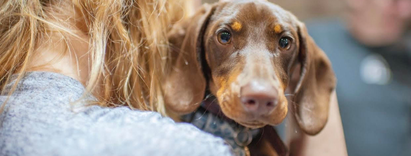 Dachshund online household items