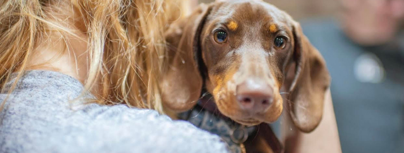 Dachshund Doghouse Pet Shop