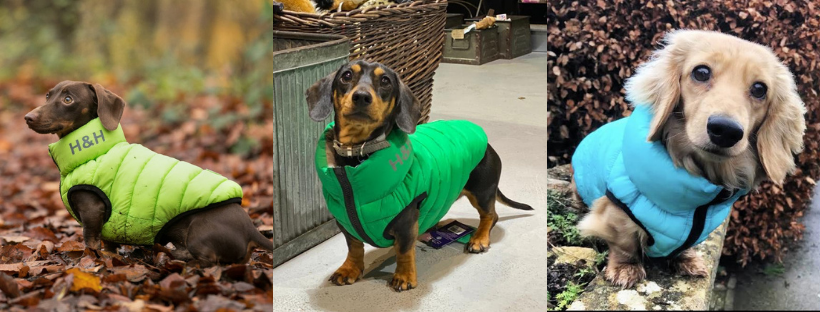 Dachshund Hugo Hudson Puffer Jackets