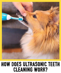 ULTRASONIC TEETH CLEANING FOR DOGS