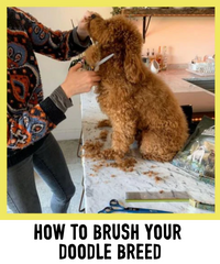 HOW TO BRUSH YOUR DOODLE